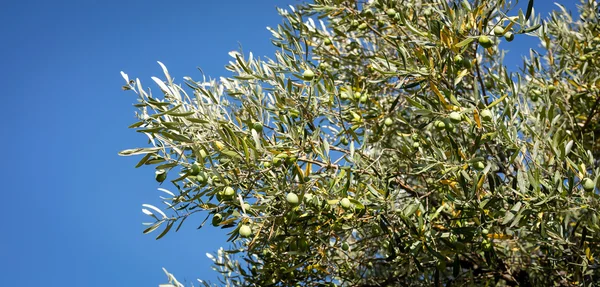 O parte din măslini — Fotografie, imagine de stoc