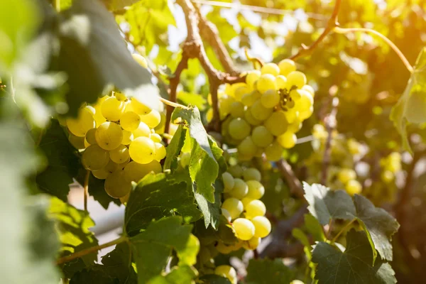 Спелый белый виноград — стоковое фото