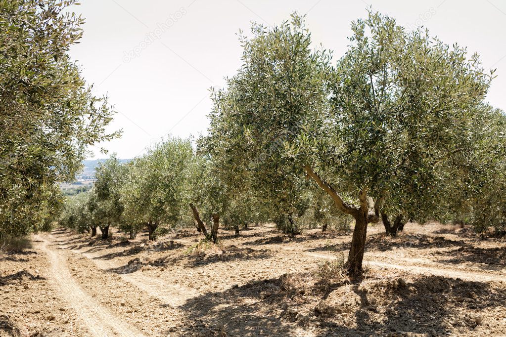 Olive trees in the Mediterranean  