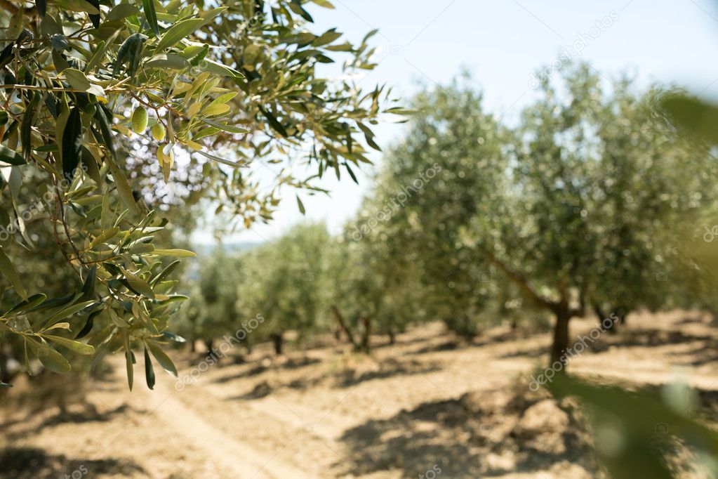 rows of Olive field
