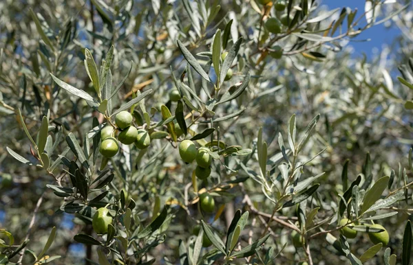 Ελιές σε δένδρα — Φωτογραφία Αρχείου