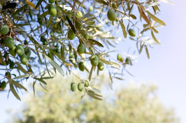Zeytin dalı doğada