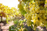 Vine brunch in vineyard  