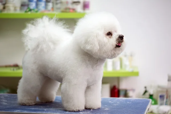 Bichon Fries with haircut — Stock Photo, Image