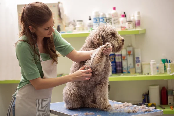 Groomer está cortando um pêlo de cão — Fotografia de Stock