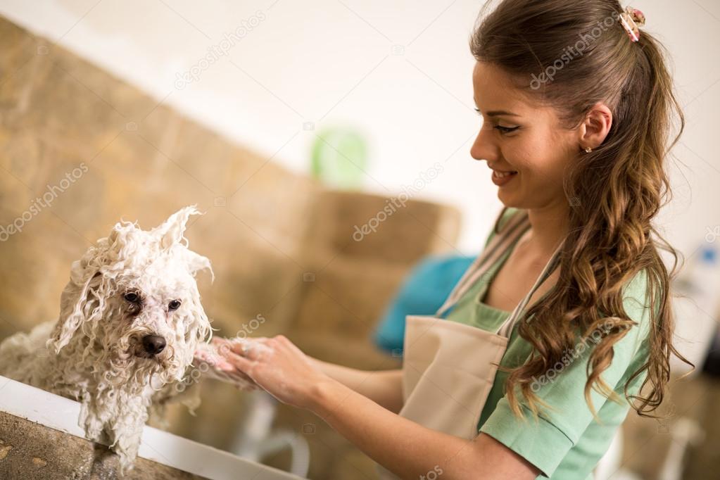 Professional dog showering Stock Photo by ©luckybusiness 127168294