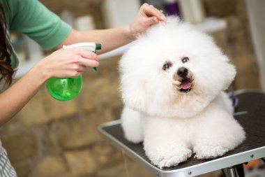 bichon frise için şirin saç modeli