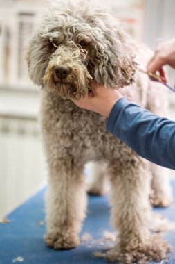 saç modeli Barbe köpek