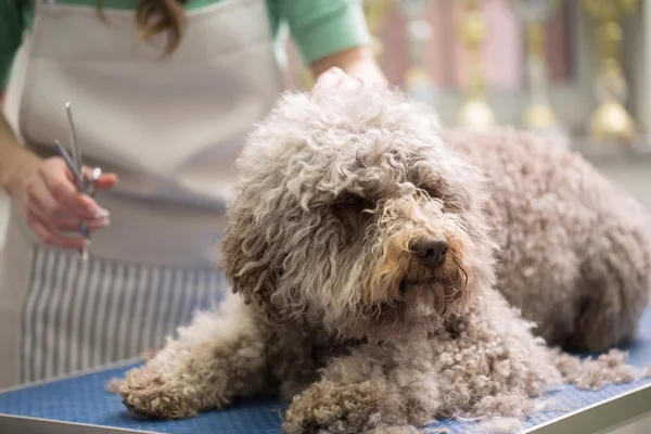 Barbe Hund bekommt seinen Haarschnitt — Stockfoto