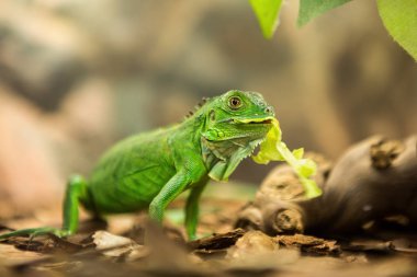 Yeşil iguana çim yeme