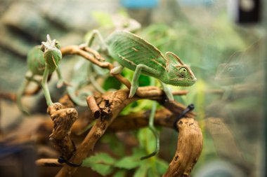 Green chameleons on branch  clipart