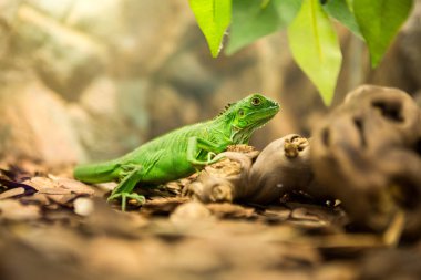 doğanın yeşil iguana