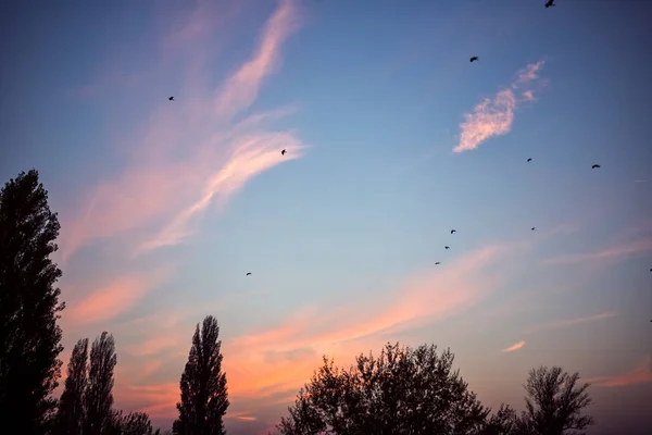 Sonnenuntergang mit Vögeln am Himmel — Stockfoto