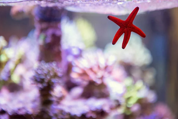 Aquarium met sea star — Stockfoto