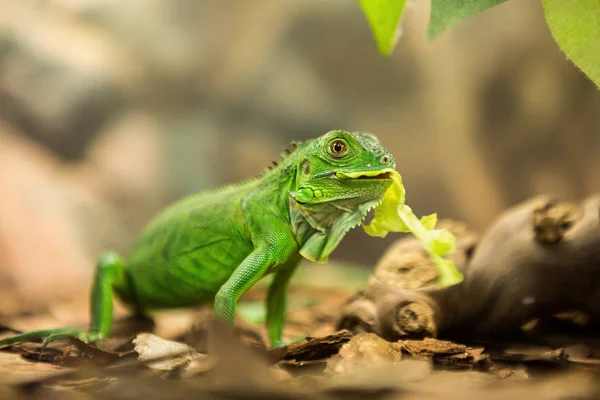 Iguane vert mangeant de l'herbe — Photo