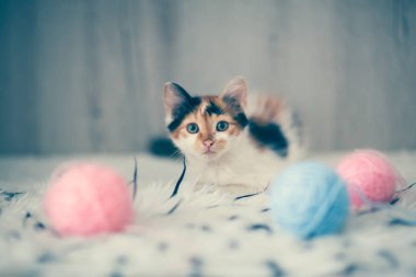 güzel kedi oyun