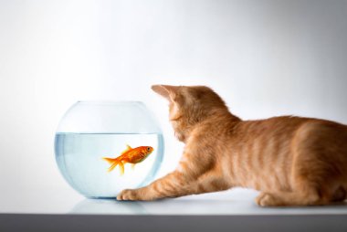 Japon balığı ile meraklı yavru kedi