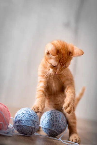 Gatito jugando con juguetes de lana —  Fotos de Stock