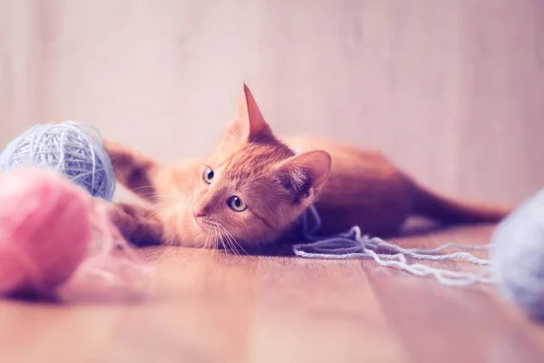 Little cat playing with balls of wool — Stock Photo, Image