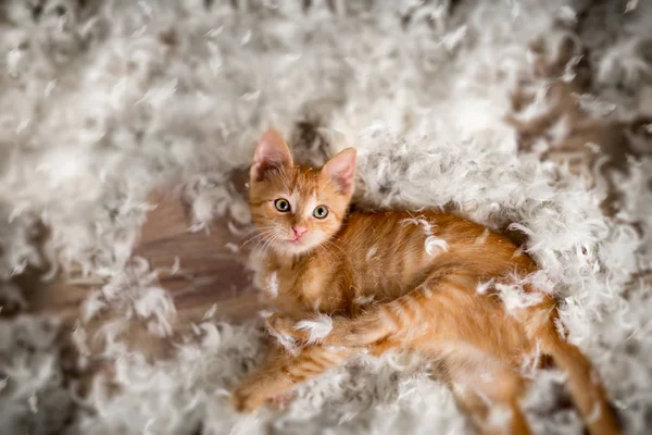 Pequeno gatinho e penas — Fotografia de Stock