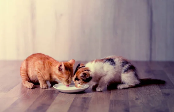 愛らしい子猫の食事 — ストック写真