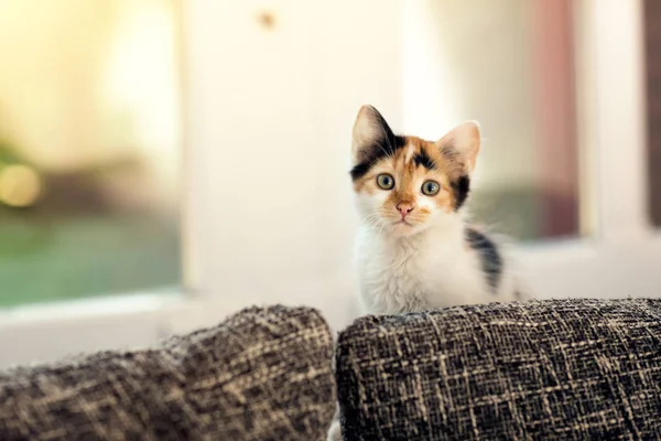 Kittens zitten volgende venster — Stockfoto