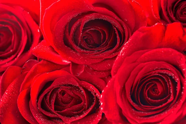 Röda rosor blomma bakgrund — Stockfoto