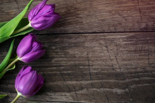 Primer plano tulipanes púrpura sobre fondo de madera — Foto de Stock