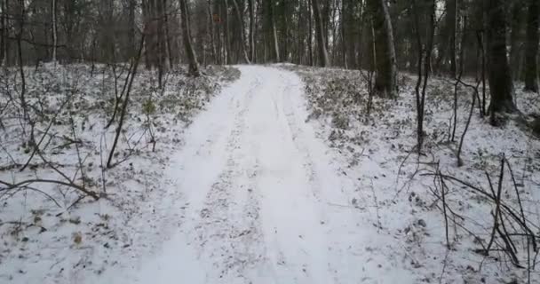 Winterbos met sneeuw — Stockvideo