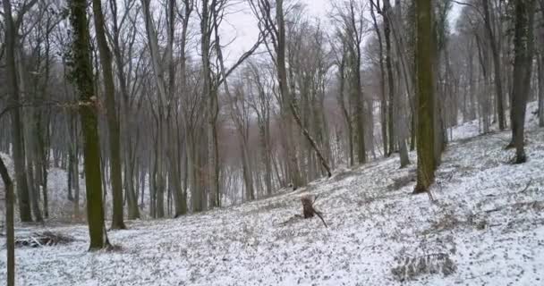 Winterwald mit Schnee — Stockvideo