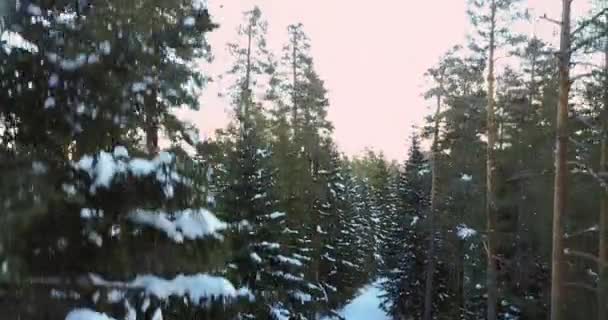 Letecký let přes zimní les se silnicí — Stock video