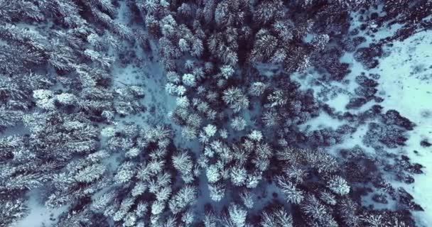 Aerial flight over winter forest with road — Stock Video
