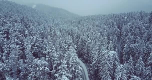 Воздушный полет над зимним лесом с дорогой — стоковое видео