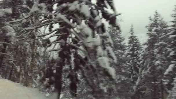 Rijdende auto in winter snow forest — Stockvideo
