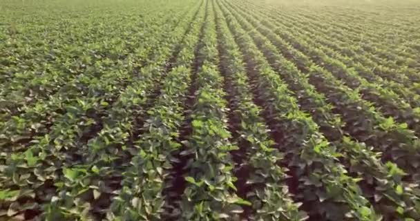 Aerial flight of soy rows — Stock Video