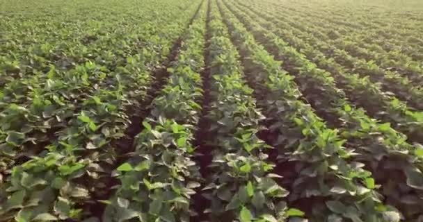 Aerial flight of soy rows — Stock Video