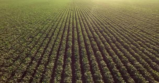 Aerial flight of soy rows — Stock Video