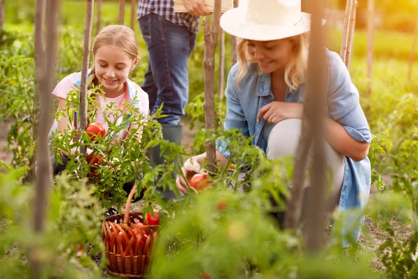 Família rural escolher organicamente tomates — Fotografia de Stock