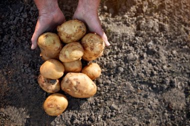 Patates toprağa yakın çekim