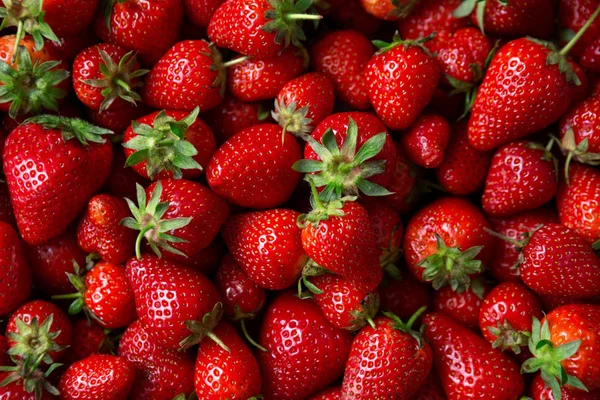 Rote reife Bio-Erdbeeren — Stockfoto