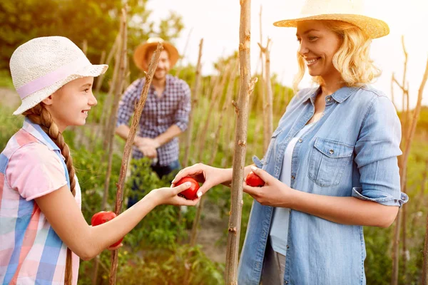 Мама з дочкою збирає свіжі збирання помідорів — стокове фото