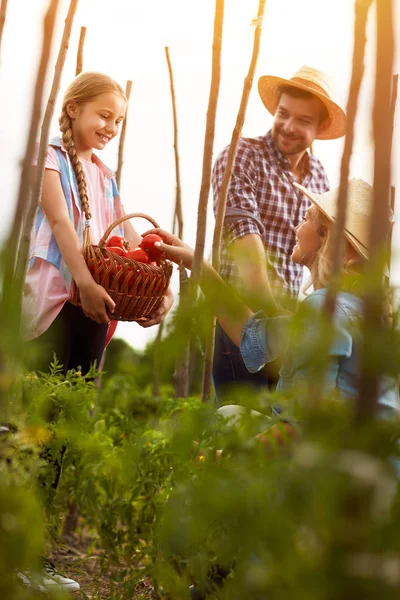Girl helping parents in picking tomatoes — Stock Photo, Image