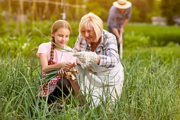 Внучка с бабушкой собирает лук — стоковое фото