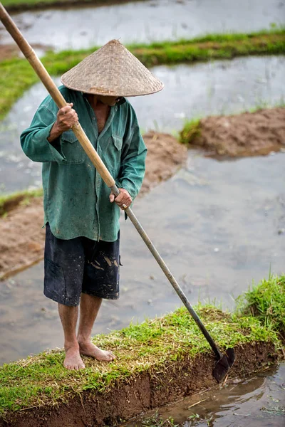 Worker in rice paddy — Stock Photo, Image