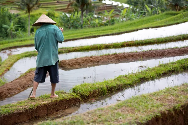 Vista posterior del trabajador en el campo de arroz —  Fotos de Stock
