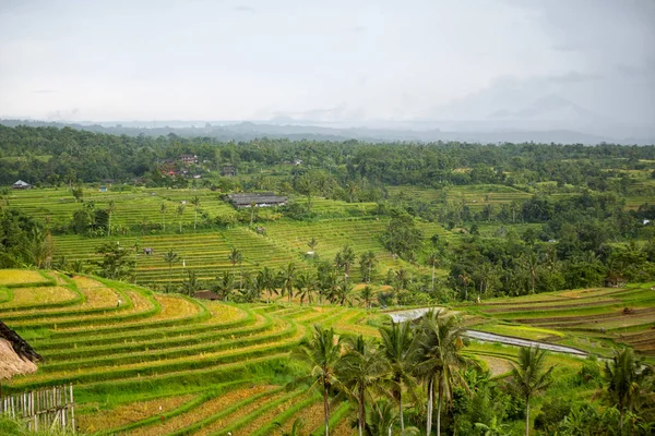 Amazing rice terrace field — Stock Photo, Image