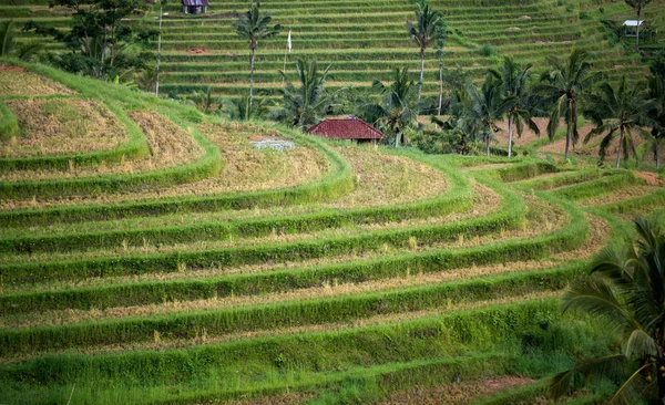 Campo de arroz verde —  Fotos de Stock