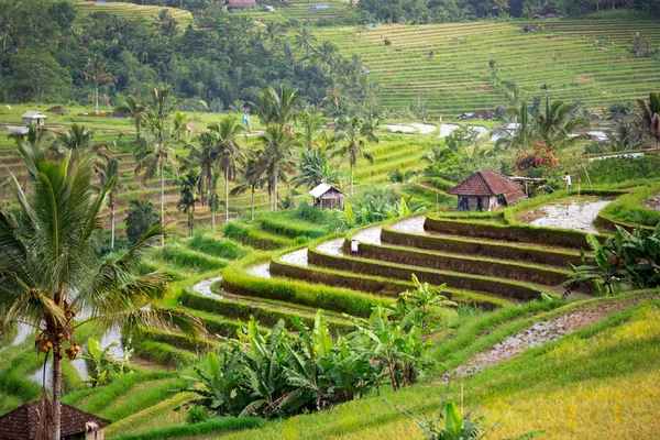 Bali rýžové terasy — Stock fotografie