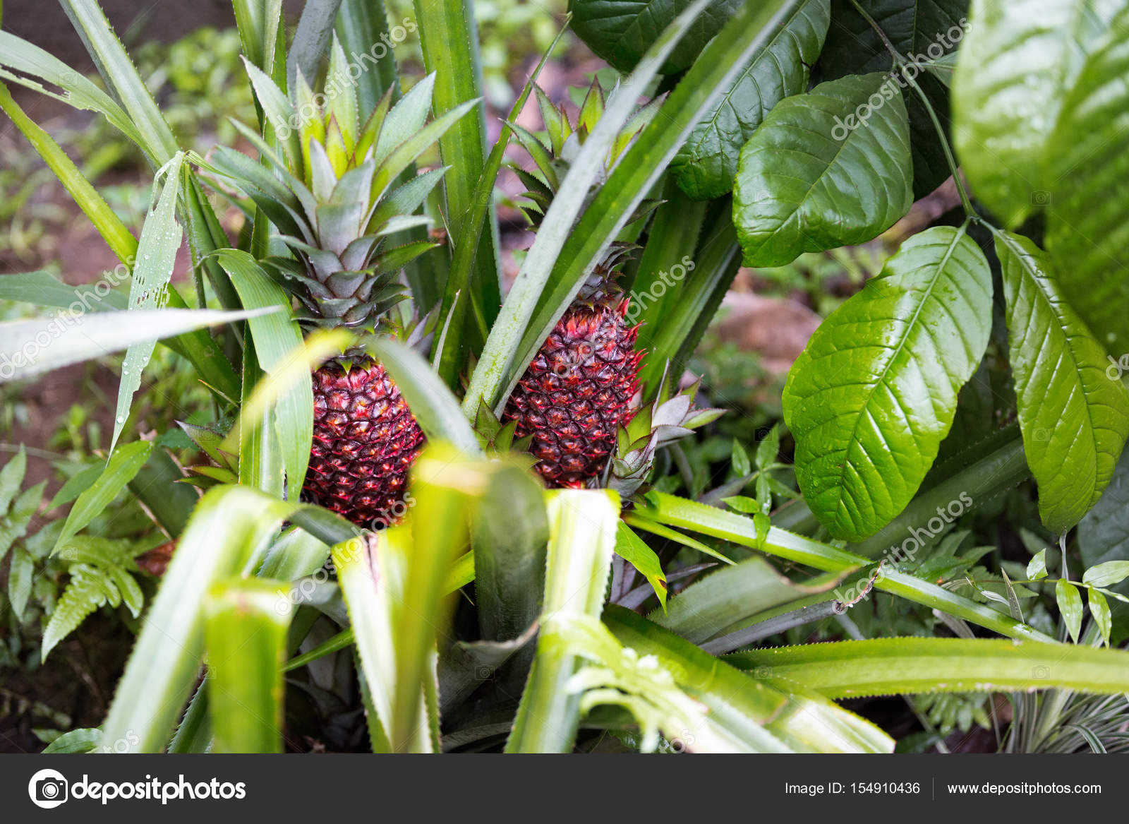Evde büyüyen ananas Evde büyüyen ananas