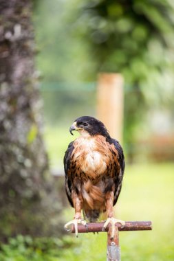 Güzel vahşi kartal 
